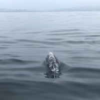 Foto tomada en Capt. Dave&amp;#39;s Dana Point Dolphin &amp;amp; Whale Watching Safari  por Deep B. el 7/31/2019
