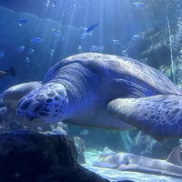 Photo taken at National Sea Life Centre by Ianthe B. on 12/16/2023