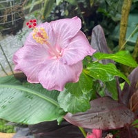 Foto tomada en Conservatory of Flowers  por Heidi A. el 3/2/2024