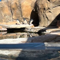 11/20/2023 tarihinde Chimmy ..ziyaretçi tarafından Birch Aquarium'de çekilen fotoğraf