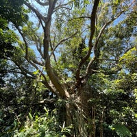志戸子ガジュマル公園 屋久島町志戸子