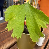 Photo taken at Ginkgo by Christopher F. on 9/19/2020