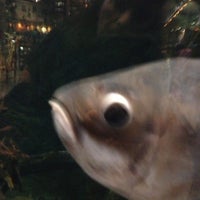 Fish Tank at Bass Pro Shops - Other Great Outdoors in Concord