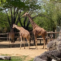 Photo taken at Fort Worth Zoo by Melissa P. on 4/1/2023