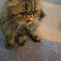 猫カフェ Ronron ロンロン 1 Tip 猫カフェ Ronron ロンロン 1 Tip