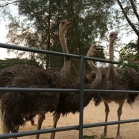 Taman Burung Unta Uum Park