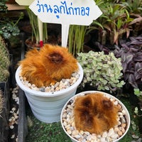 Photo taken at Thonburi Market Sanamluang 2 by B_Violet on 1/22/2023