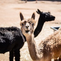 Снимок сделан в Blue Mesa Alpacas пользователем Blue Mesa Alpacas 9/27/2018