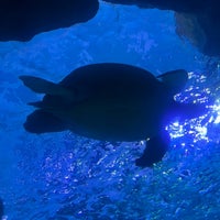 Photo taken at Ripley&amp;#39;s Aquarium by Melissa T. on 2/5/2022