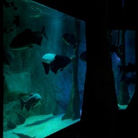 Photo taken at Sea Life London Aquarium by Hajar M. on 11/27/2023