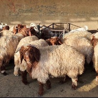 Photos A سوق الغنم النظيم