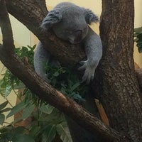 Photo taken at Koala-Gehege by 💃Marina L. on 7/24/2016