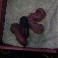 Moa Exotic Pet Shop