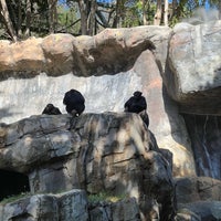 Photo taken at Chimpanzees of Mahale Mountains by Jenn A. on 10/22/2023