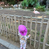 Photo taken at Flamingo Exhibit by Jenn A. on 12/10/2023