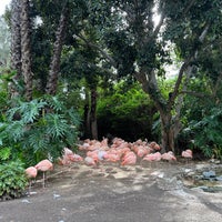 Photo taken at Flamingo Exhibit by Jenn A. on 1/11/2023