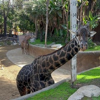 Photo taken at Giraffes by Jenn A. on 1/28/2024