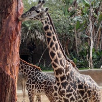 Photo taken at Giraffes by Jenn A. on 1/11/2023