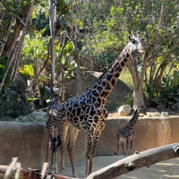 Photo taken at Giraffes by Jenn A. on 10/22/2023