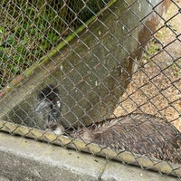Photo taken at Wallaby Exhibit by Michelle M. on 6/9/2023