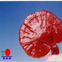 Kirmizi Reishi Mantari Ile Hem Saglik Bul Hem Para Kazan Haberi