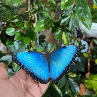 Photo taken at Dubai Butterfly Garden حديقة دبي للفراشات by Sultan🍃 on 2/25/2024