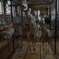 Photo taken at Galerie de Paléontologie et d&amp;#39;Anatomie comparée by 47m on 1/5/2023