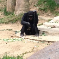 Photo taken at Chimpanzees of Mahale Mountains by Stefani T. on 3/11/2014