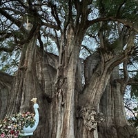 Review Árbol del Tule