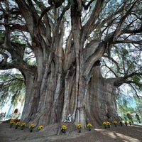 Review Árbol del Tule