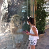 Viasea Aslanpark 2 Tips Viasea Aslanpark 2 Tips