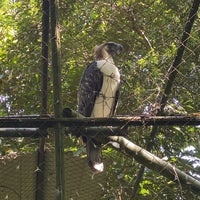 Photo taken at Philippine Eagle Center by tipiniii on 11/10/2023