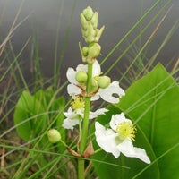 Photo taken at Lake Woodruff National Wildlife Refuge by Amanda R. on 5/1/2013