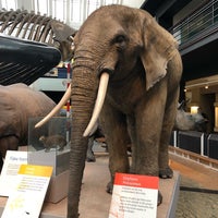 Photo taken at Mammals Gallery by Dawn F. on 4/27/2019