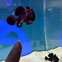 3/16/2024にShandy L.が新江ノ島水族館で撮った写真