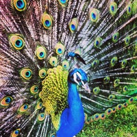 Foto diambil di Jardins do Palácio de Cristal oleh Luís C. pada 5/22/2013