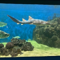 Foto scattata a Acuario de Veracruz da Aleta il 4/7/2023