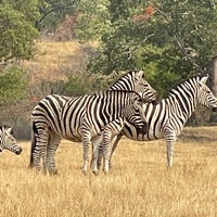 9/8/2021에 Candace B.님이 Wildlife Safari에서 찍은 사진