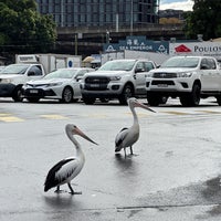 5/2/2024 tarihinde VORAKORN N.ziyaretçi tarafından Sydney Fish Market'de çekilen fotoğraf