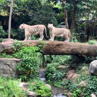 Photo taken at White Tiger Enclosure by Hussain on 1/10/2020