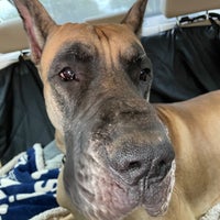 Balcones Animal Hospital Veterinarian In Austin