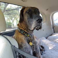 Balcones Animal Hospital Veterinarian In Austin