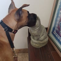 Balcones Animal Hospital Veterinarian In Austin