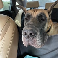 Balcones Animal Hospital Veterinarian In Austin