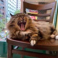 ディー カッツェ Die Katze Cafe Em 新宿区