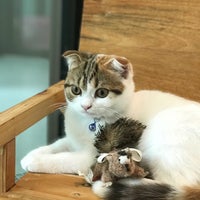 Photo taken at PREMIER Cat Hotel โรงแรมแมวพรีเมียร์ รับฝากแมว by Parinya V. on 12/23/2018