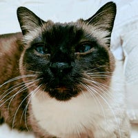 greenfield veterinary hospital