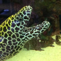 Seascape aquarium hotsell & pet center