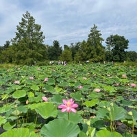 Photo taken at Kenilworth Park and Aquatic Gardens by Colin A. on 7/22/2023