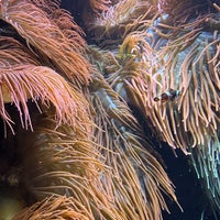 1/5/2024 tarihinde Evgeniya V.ziyaretçi tarafından Aquarium Berlin'de çekilen fotoğraf